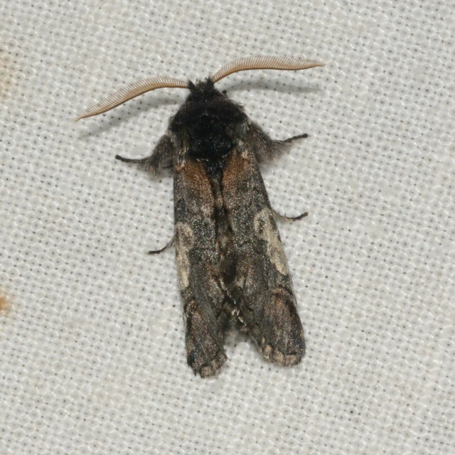 Diloba caeruleocephala - őszi kékesbagoly
