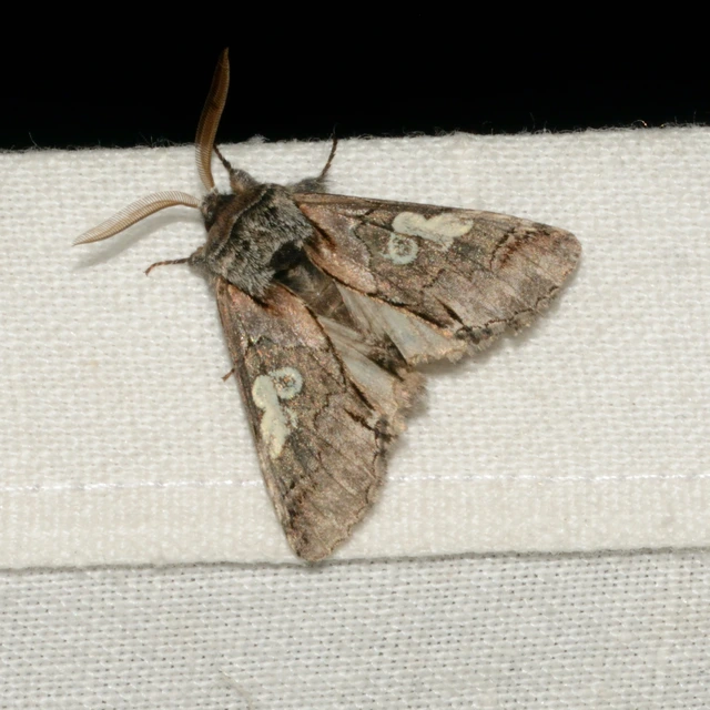 Diloba caeruleocephala - őszi kékesbagoly