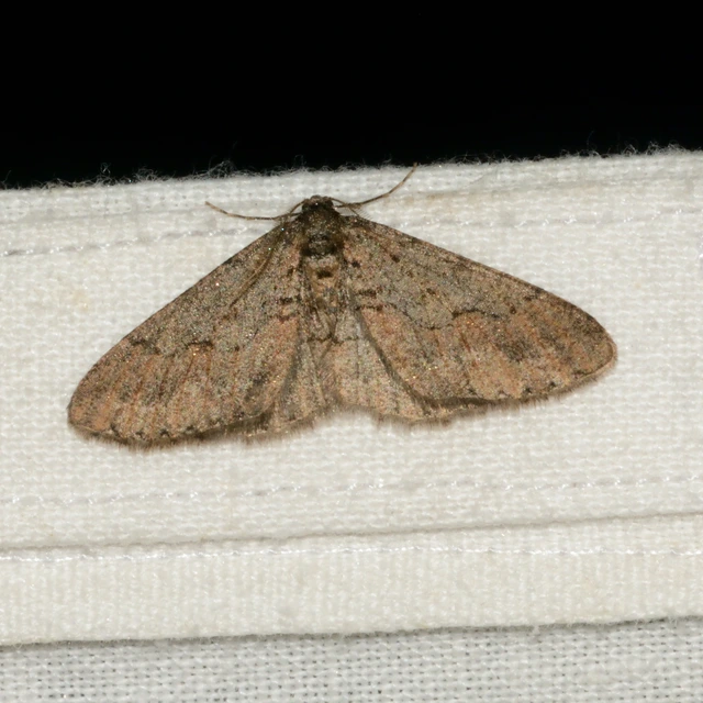 Agriopis bajaria - kökény-téliaraszoló
