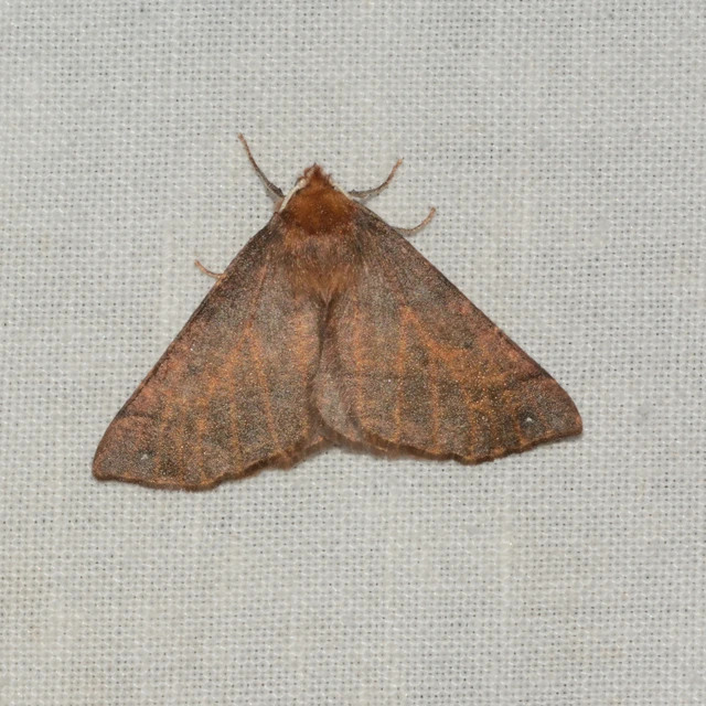 Colotois pennaria - tollascsápú araszoló