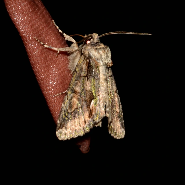 Allophyes oxyacanthae - galagonyabagoly