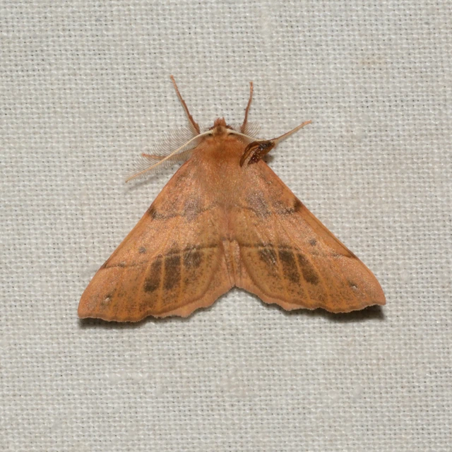 Colotois pennaria - tollascsápú araszoló