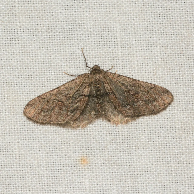 Agriopis bajaria - kökény-téliaraszoló