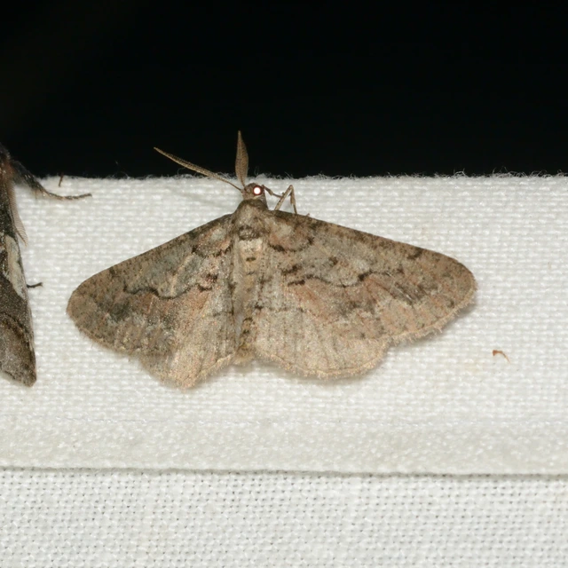 Agriopis bajaria - kökény-téliaraszoló