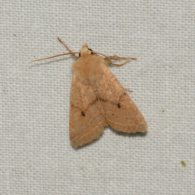 Leptologia macilenta - gyertyán-őszibagoly