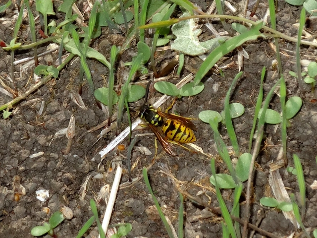 Vespula