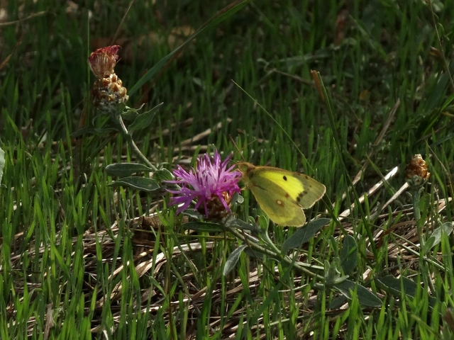 Colias erate - csángó-kéneslepke