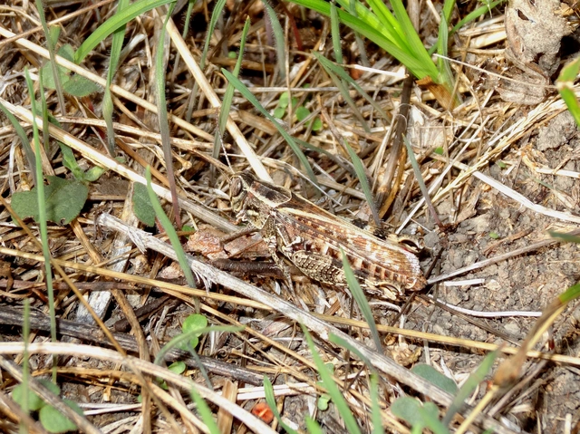 Calliptamus italicus - olaszsáska