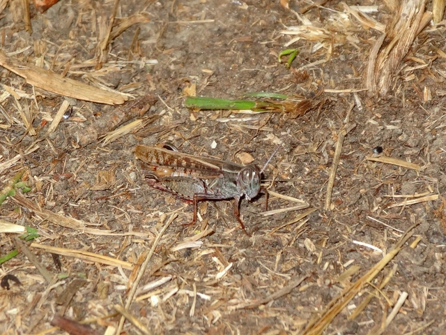 Calliptamus italicus - olaszsáska