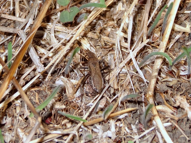 Alydus calcaratus - szőrös tövispoloska