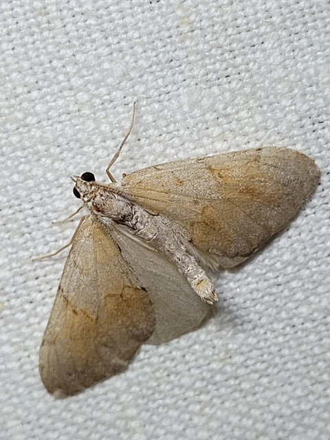 Pennithera firmata - sárgásvörös fenyőaraszoló