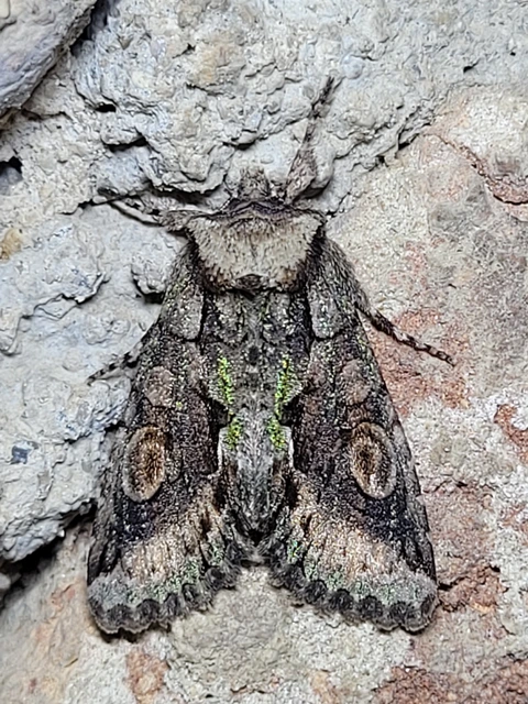 Allophyes oxyacanthae - galagonyabagoly