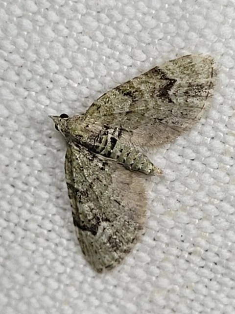 Chloroclystis v-ata - zöldes törpearaszoló