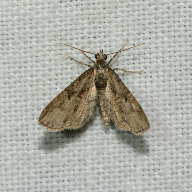 Eupithecia ericeata - feketefenyő-törpearaszoló