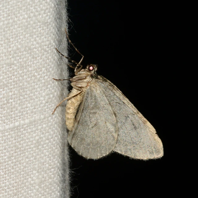 Epirrita