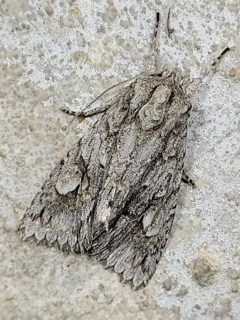 Meganephria bimaculosa - kétfoltos szilbagoly