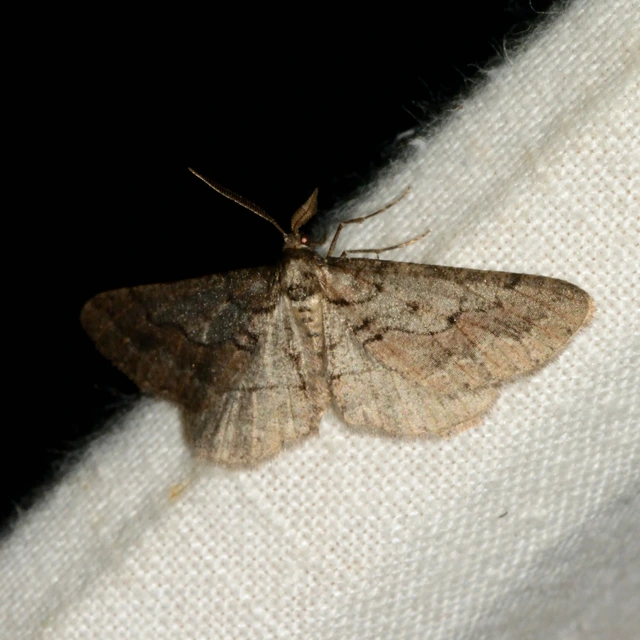 Agriopis bajaria - kökény-téliaraszoló