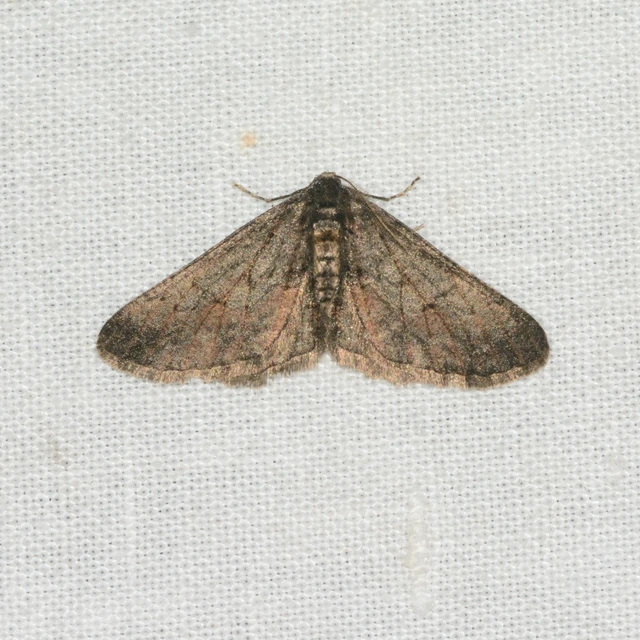Agriopis bajaria - kökény-téliaraszoló