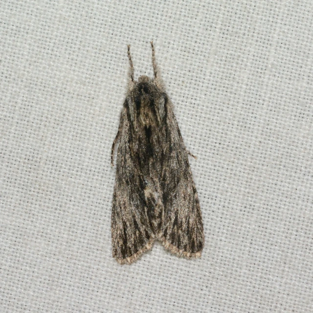 Asteroscopus sphinx - csillagnéző bundásbagoly