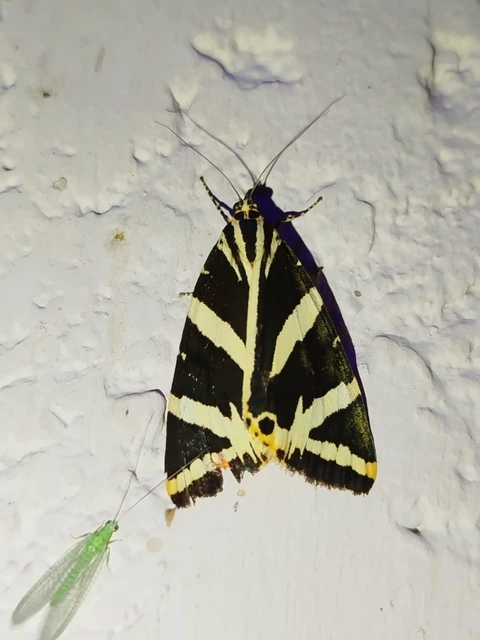 Euplagia quadripunctaria - csíkos medvelepke