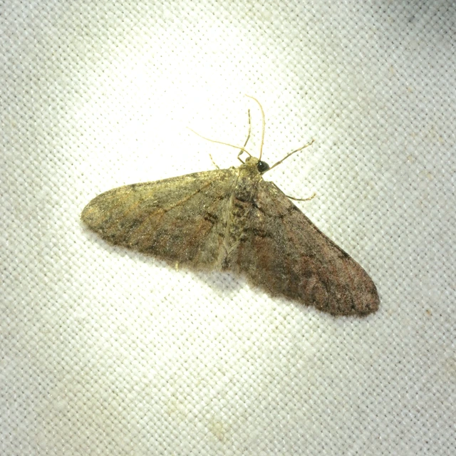 Agriopis bajaria - kökény-téliaraszoló