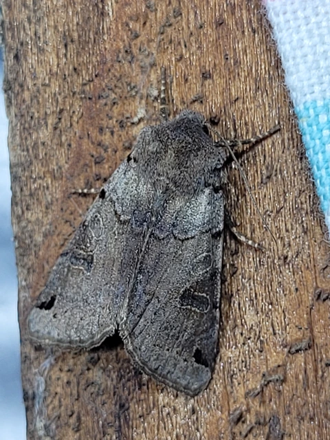 Anchoscelis litura - tarka őszibagoly