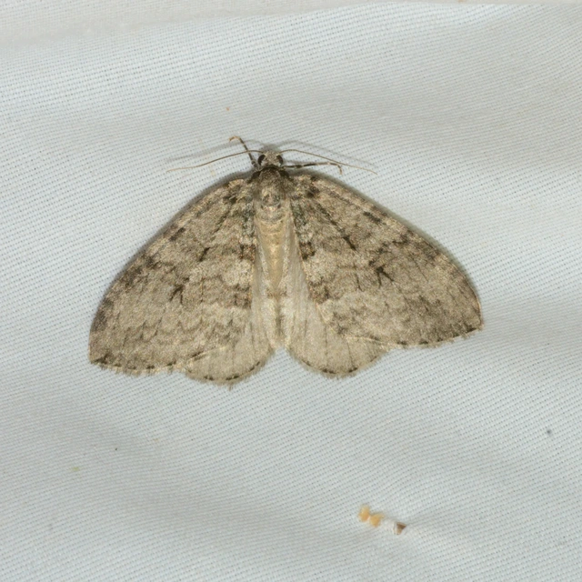 Epirrita christyi/dilutata