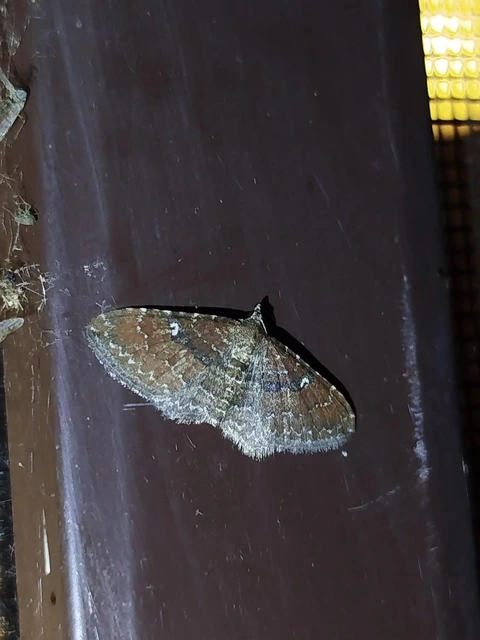 Orthonama obstipata - vándoraraszoló