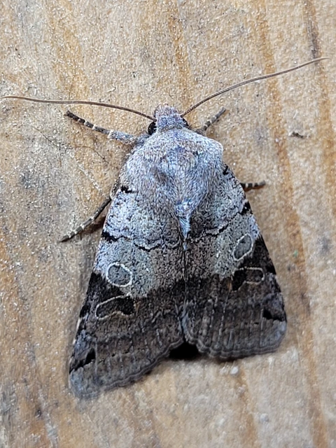 Anchoscelis litura - tarka őszibagoly