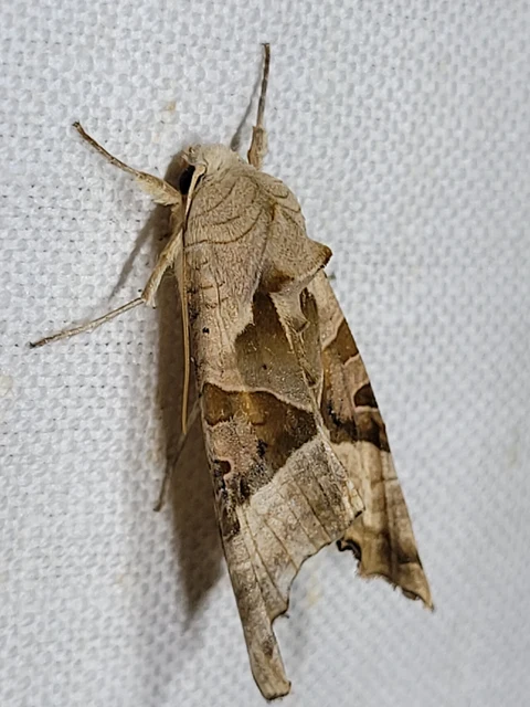 Phlogophora meticulosa - vándorló csipkésbagoly