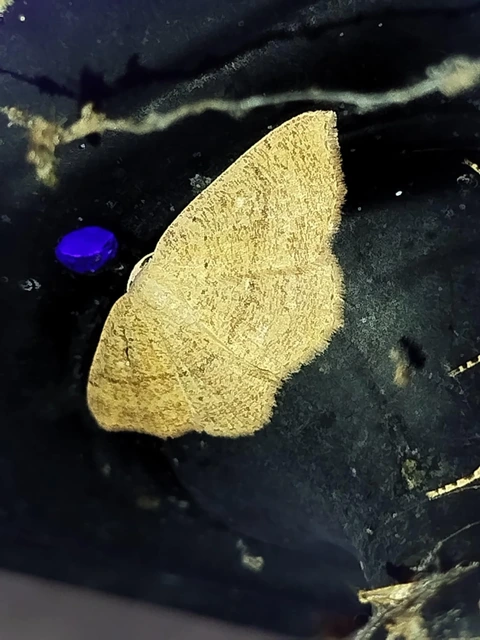Cyclophora ruficiliaria - vörösrojtú pettyesaraszoló