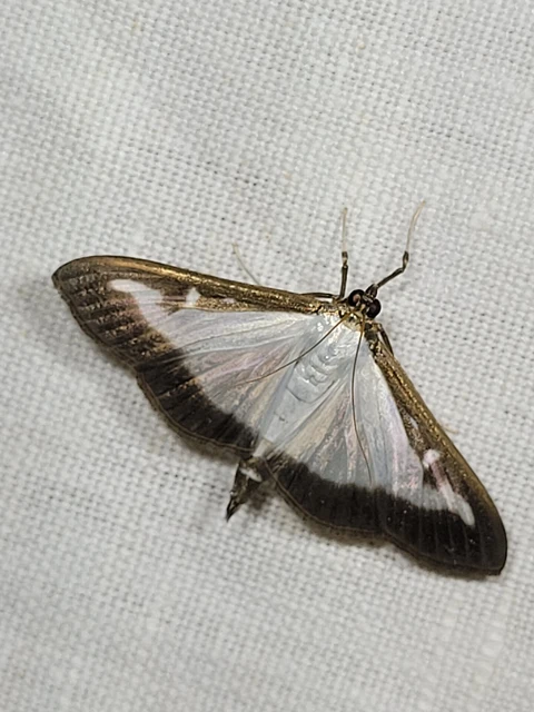Cydalima perspectalis - puszpáng-tűzmoly
