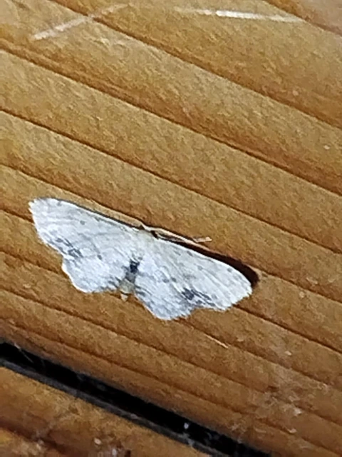 Idaea dimidiata - gyakori apróaraszoló