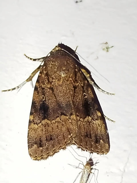 Amphipyra pyramidea - fahéjszínű bagoly