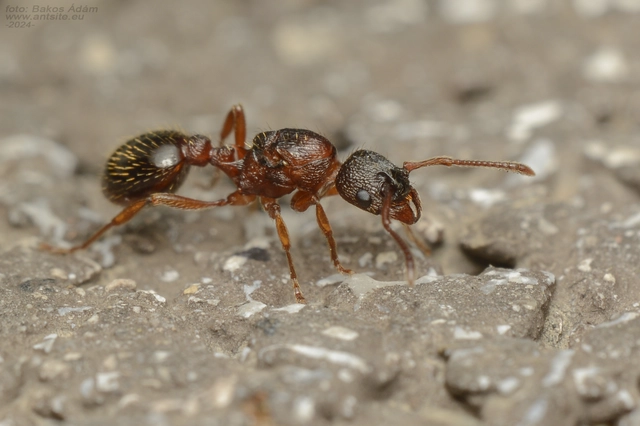 Myrmica curvithorax - sziki bütyköshangya
