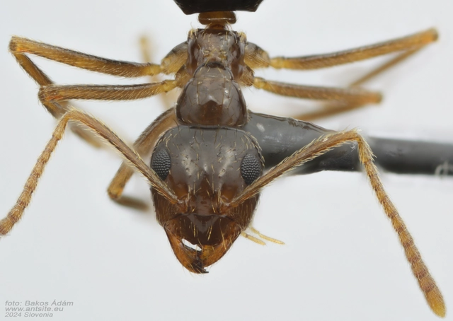 Prenolepis nitens - ragyogóhangya