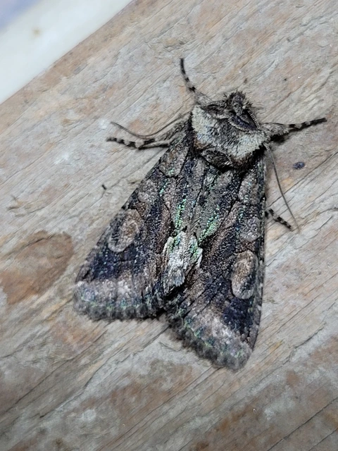 Allophyes oxyacanthae - galagonyabagoly