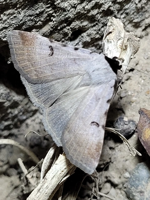Lygephila craccae - gyakori csüdfűbagoly