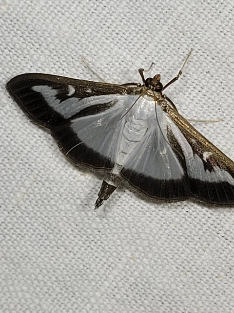 Cydalima perspectalis - puszpáng-tűzmoly