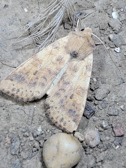Cirrhia gilvago - foltos sárgabagoly
