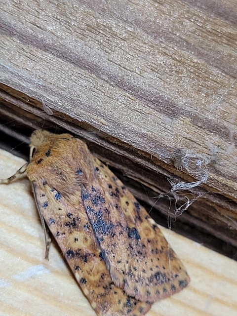Conistra rubiginea - vörös őszibagoly