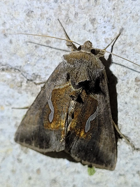 Macdunnoughia confusa - cseppfoltos ezüstbagoly