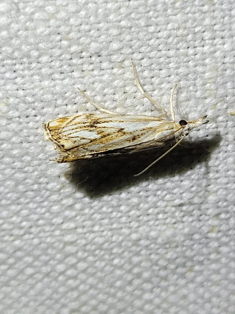 Catoptria falsella - hálós fűgyökérmoly