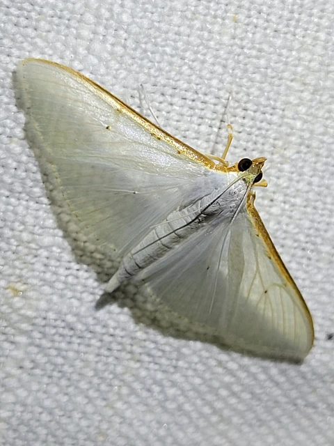 Palpita vitrealis - hófehér tűzmoly