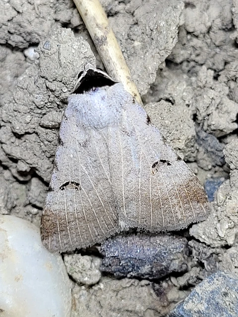 Lygephila craccae - gyakori csüdfűbagoly