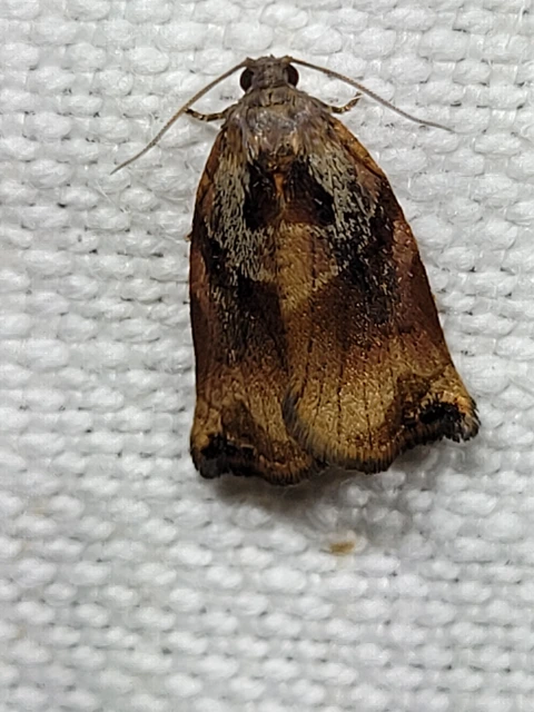 Archips podana - dudvarágó sodrómoly
