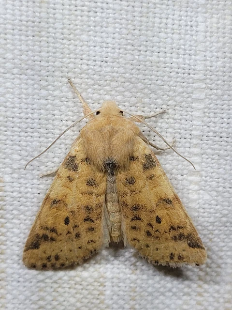 Cirrhia gilvago/ocellaris