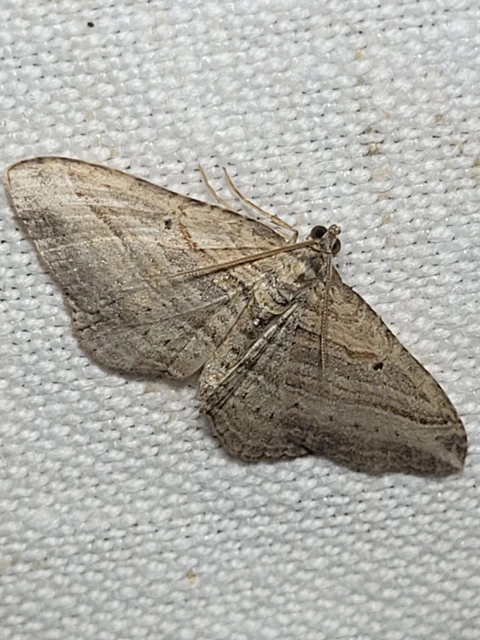 Costaconvexa polygrammata - soksávú araszoló
