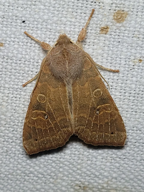 Cirrhia ocellaris - fakó sárgabagoly