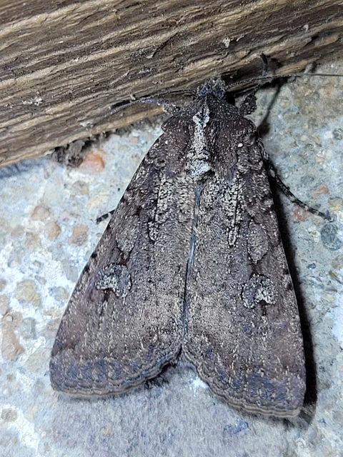Peridroma saucia - vándor földibagoly